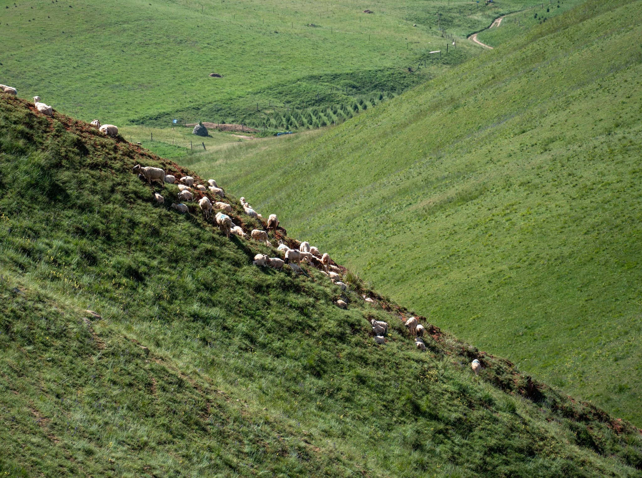 Sheep, Qilian